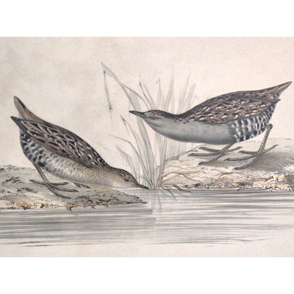 Antique J & E Gould Hullmandel Shore Bird Lithograph Baillon's Crake Zaporna